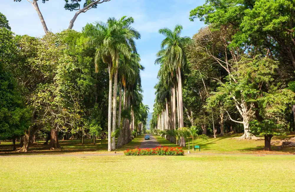 14. Peradeniya copy