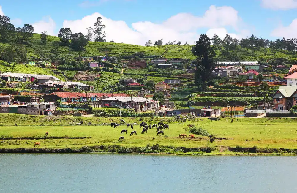 3. Nuwara Eliya 02 copy