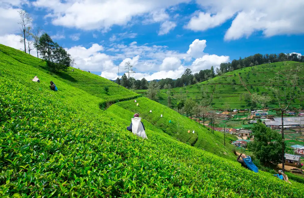 3. Nuwara Eliya