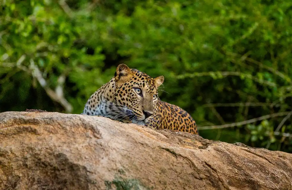 6. Yala