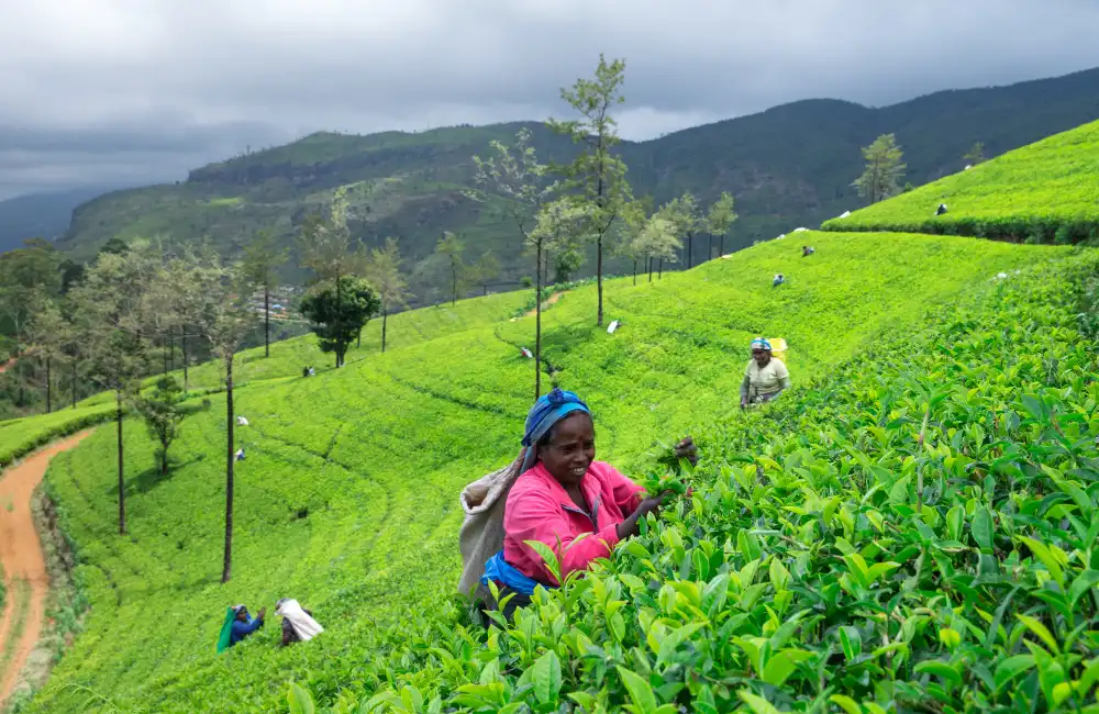 Home Nuwara Eliya copy