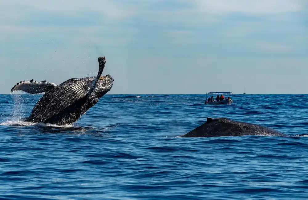 Whale Watching copy
