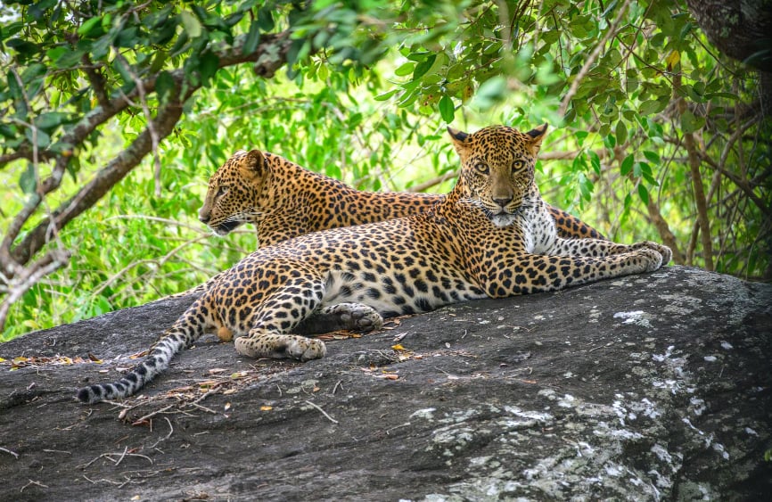 Wildlife & Safari Adventure copy